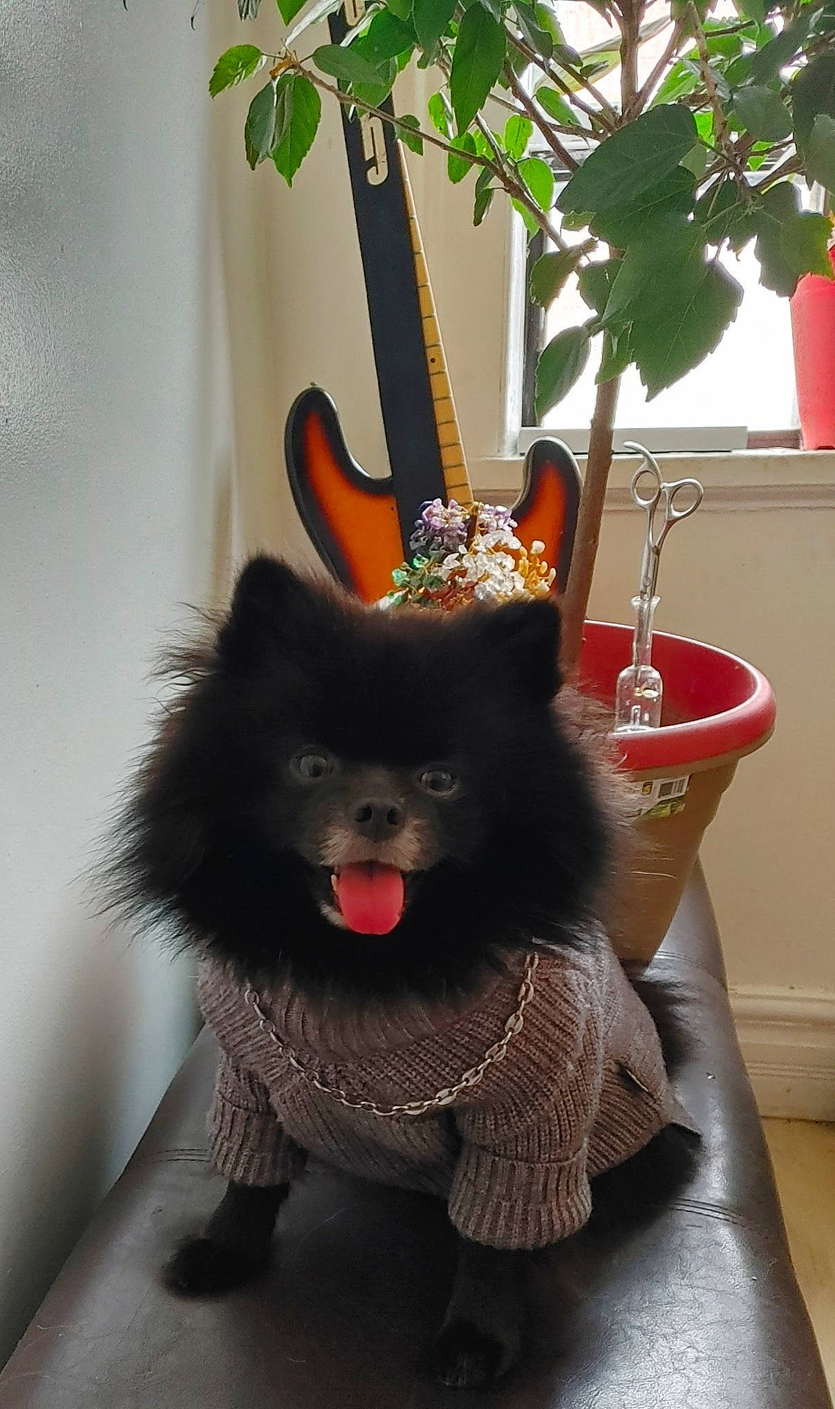 Henri joined the competition — help win amazing prizes! carnivore, companion_dog, costume_hat, dog, dog_breed, dog_supply, fawn, felidae, flowerpot, houseplant, musical_instrument, party_hat, plant, small_to_medium_sized_cats, snout, sporting_group, tail, toy_dog, whiskers, witch_hat
