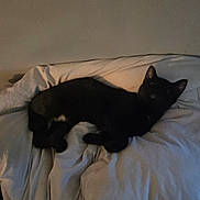 Shadow joined the competition — help win amazing prizes! black_cat, cat, pet, animal, feline, indoor, blanket, bed, resting, sleeping, cozy, dark, shadow, cute, fur, whiskers, ears, lying_down, domestic_cat, quiet