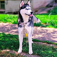 Kami joined the competition — help win amazing prizes! animal, black_and_white, blue_eyes, brick_wall, canine, collar, daytime, dog, fur, grass, husky, leash, mammal, nature, outdoor, pet, playful, standing, sunlight, tongue