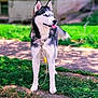 animal, black_and_white, blue_eyes, brick_wall, canine, collar, daytime, dog, fur, grass, husky, leash, mammal, nature, outdoor, pet, playful, standing, sunlight, tongue