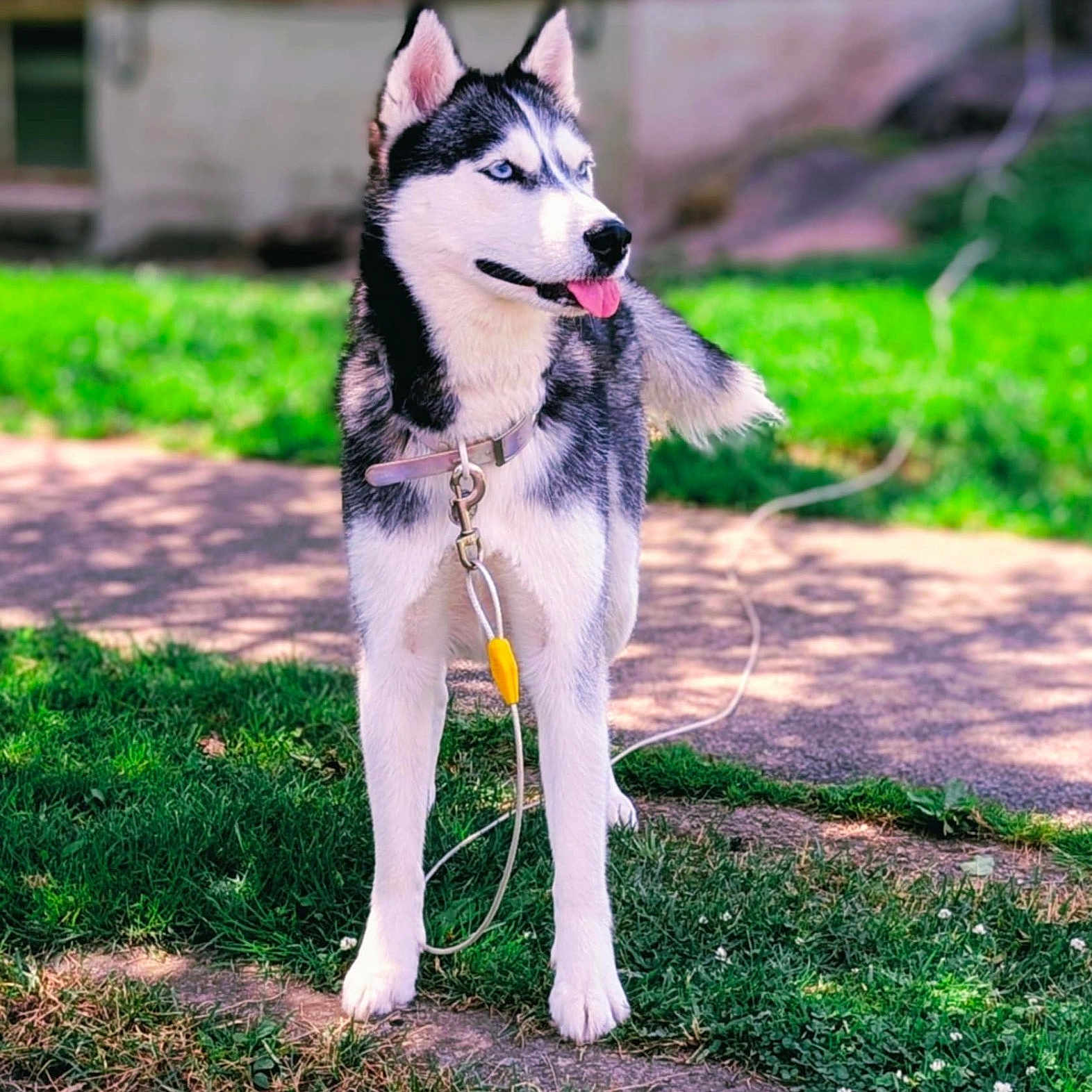 Kami joined the competition — help win amazing prizes! animal, black_and_white, blue_eyes, brick_wall, canine, collar, daytime, dog, fur, grass, husky, leash, mammal, nature, outdoor, pet, playful, standing, sunlight, tongue