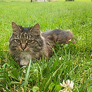 Tiki joined the competition — help win amazing prizes! animal, calm, cat, closeup, daytime, eyes, feline, field, fur, grass, greenery, house, nature, outdoor, peaceful, pet, relaxed, tabby, tree, whiskers