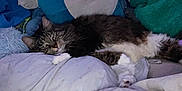 Tiki is registered to the contest to win money with this photo: animal, bed, blanket, cat, comfort, cozy, cushion, cute, feline, fur, indoor, pillow, plush_toy, relaxing, resting, sleepy, snorlax, soft, stuffed_animal, tabby_cat