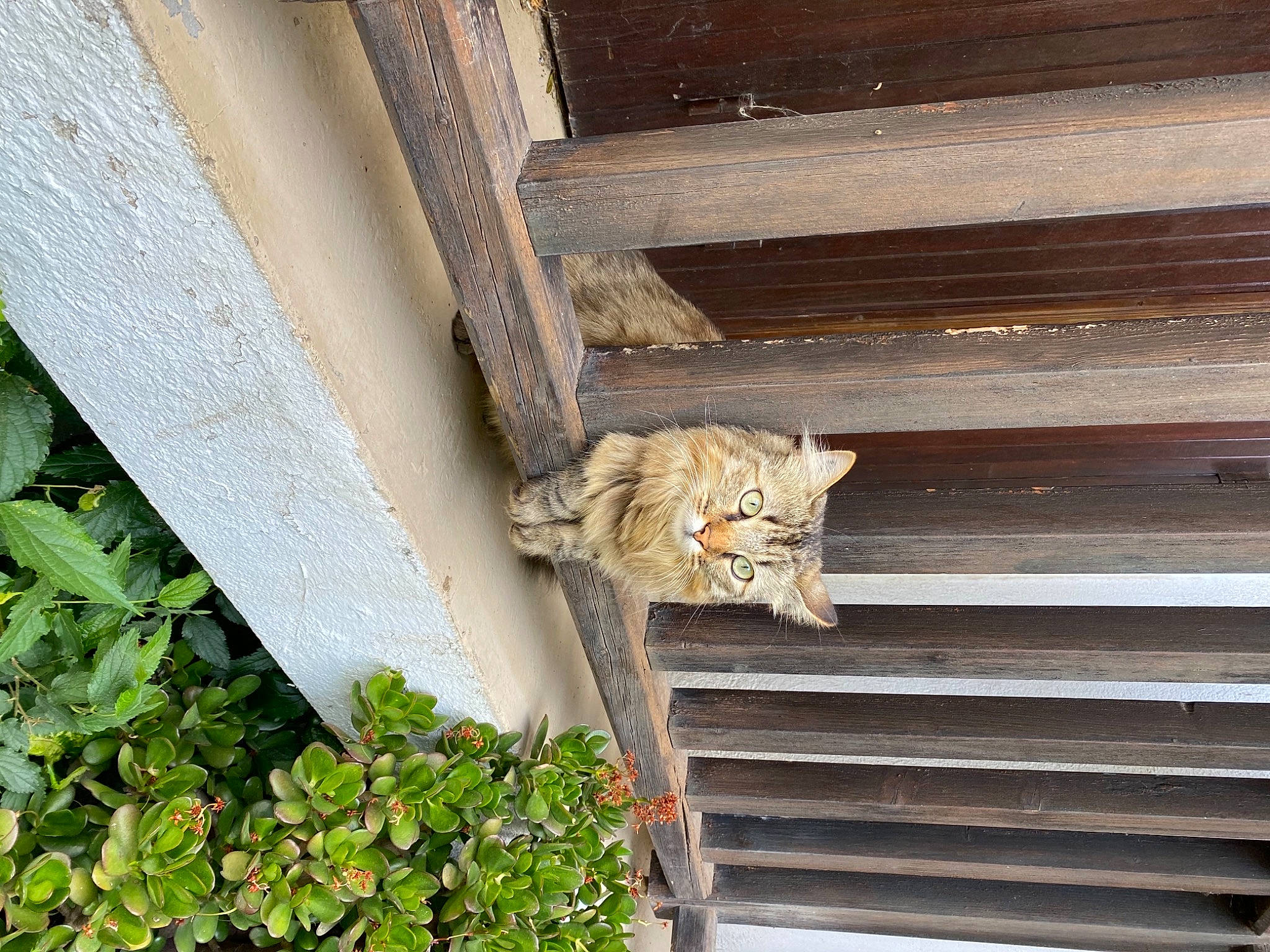 Hestia a rejoint le concours — aidez-le/la à gagner de superbes lots ! animal_shelter, beam, building, carnivore, cat, domestic_short_haired_cat, facade, fawn, felidae, groundcover, hardwood, herb, plant, roof, small_to_medium_sized_cats, snout, tail, whiskers, window, wood