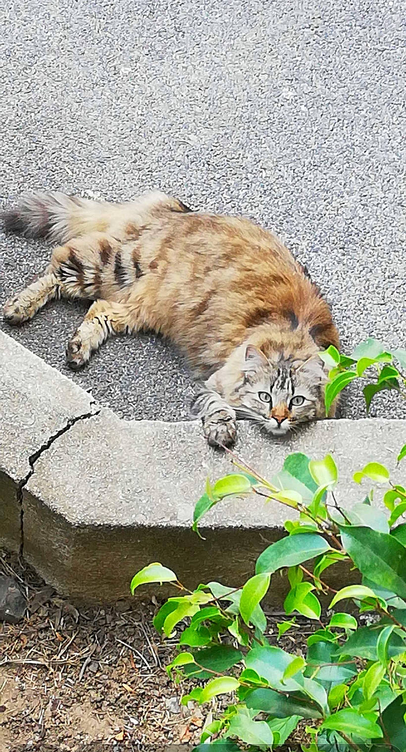 Hestia a rejoint le concours — aidez-le/la à gagner de superbes lots ! big_cats, carnivore, cat, claw, domestic_short_haired_cat, fawn, felidae, fur, grass, groundcover, organism, plant, small_to_medium_sized_cats, snout, tail, terrestrial_animal, trunk, vertebrate, whiskers, wood