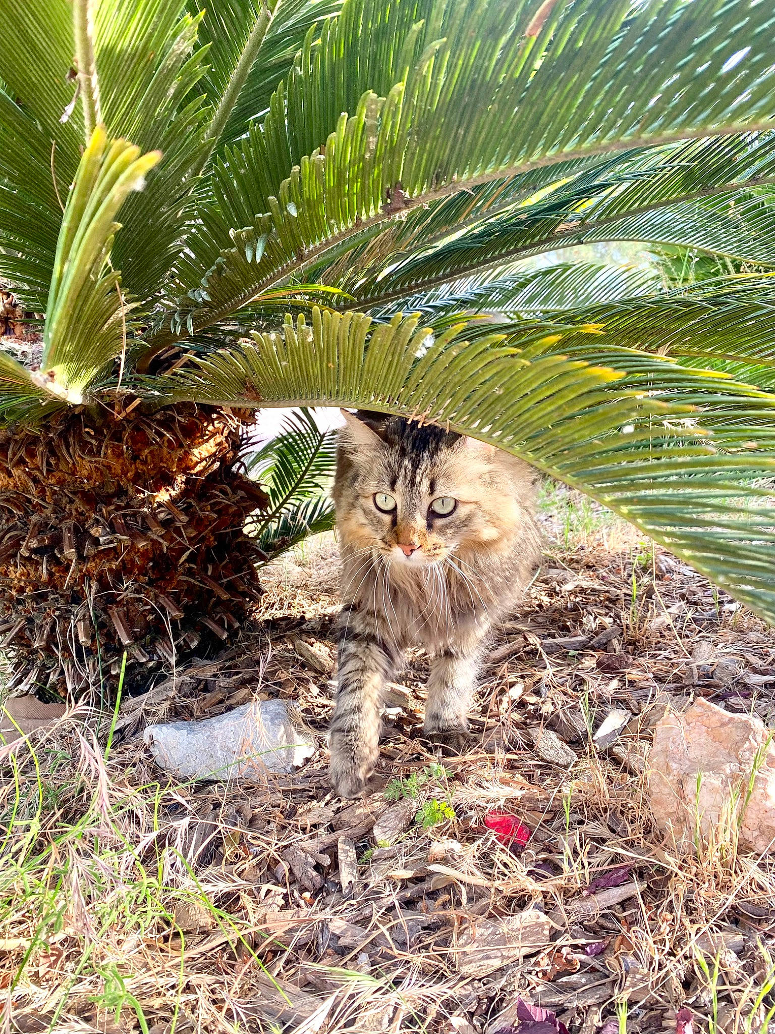 Hestia participe au concours pour gagner de l'argent avec cette photo : arecales, big_cats, carnivore, cat, fawn, felidae, grass, groundcover, landscape, organism, palm_tree, plant, plant_community, sabal_minor, saw_palmetto, small_to_medium_sized_cats, terrestrial_animal, terrestrial_plant, tree, whiskers
