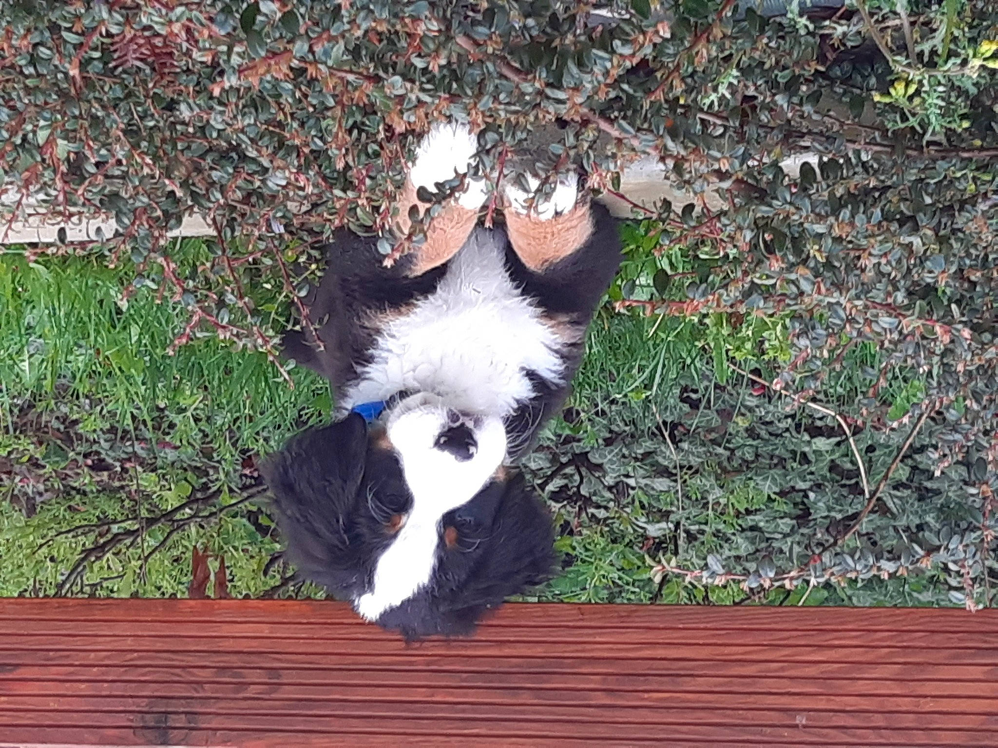 Thao participe au concours pour gagner de l'argent avec cette photo : canidae, carnivore, companion_dog, dog, dog_breed, dog_supply, fur, grass, hardwood, herding_dog, plant, small_terrier, snout, sporting_group, tail, terrier, toy_dog, whiskers, wood, working_animal