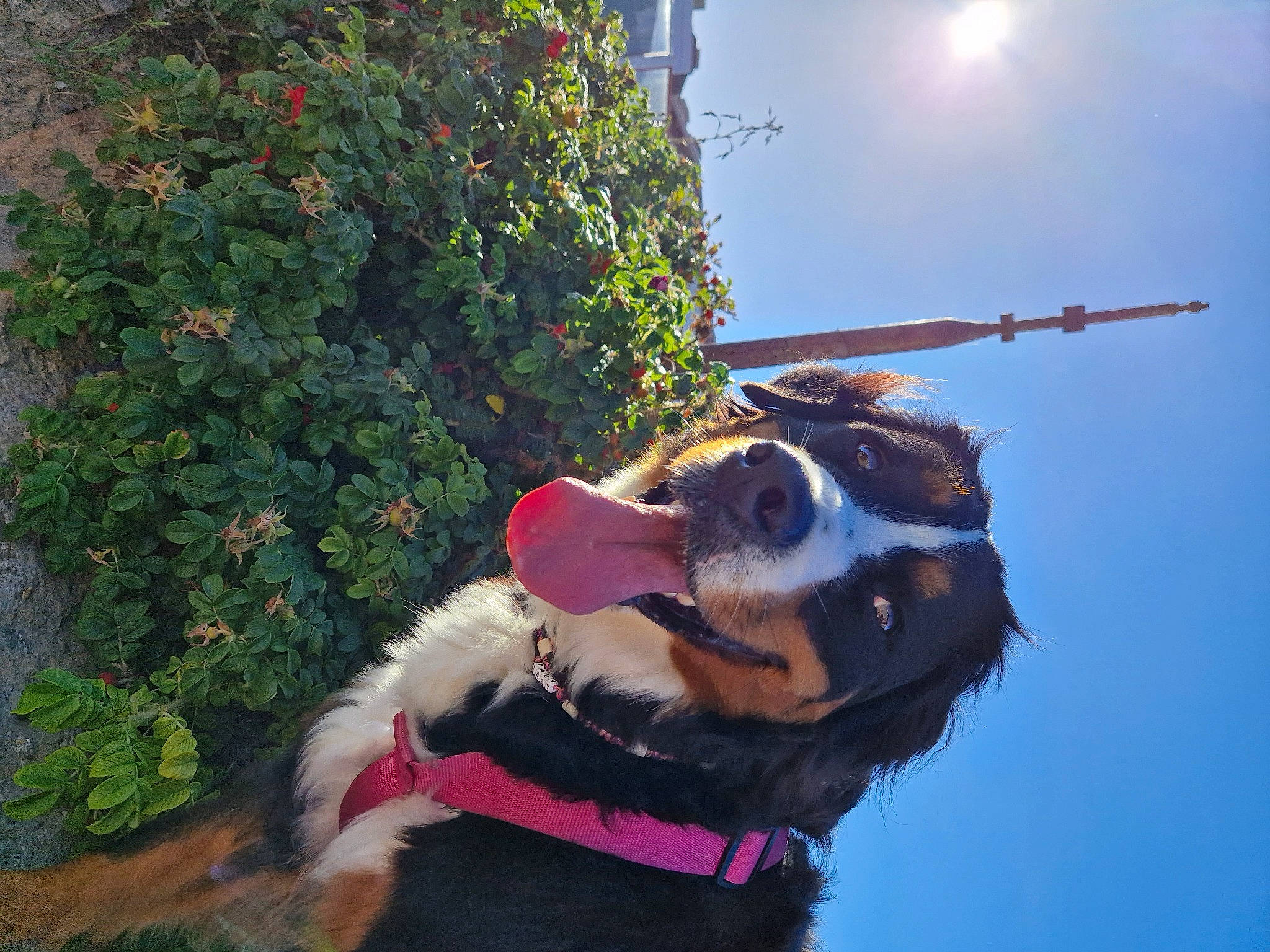 Taby a rejoint le concours — aidez-le/la à gagner de superbes lots ! carnivore, collar, companion_dog, dog, dog_breed, dog_collar, dog_supply, electric_blue, eyewear, fashion_accessory, fawn, flower, happy, leash, light, plant, sky, sporting_group, tree, working_animal