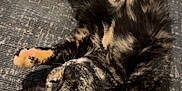 Cleo joined the competition — help win amazing prizes! animal, cat, closeup, couch, cozy, cute, domestic, feline, fur, indoor, mammal, paw, pet, relaxed, resting, sleeping, tabby, tail, tortoiseshell, whiskers