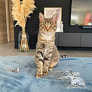 Arya participe au concours pour gagner de l'argent avec cette photo : animal, blanket, cat, cozy, curious, decor, floor, furniture, golden_eyes, indoor, living_room, modern, pampas_grass, pet, portrait, sitting, tabby_cat, television, vase, wooden_door