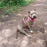 Bonnie joined the competition — help win amazing prizes! dog, canine, pet, outdoor, forest, dirt_path, harness, smiling, sitting, nature, greenery, trees, happy, animal, mammal, walking_path, sunlight, daytime, tongue_out, ears_up