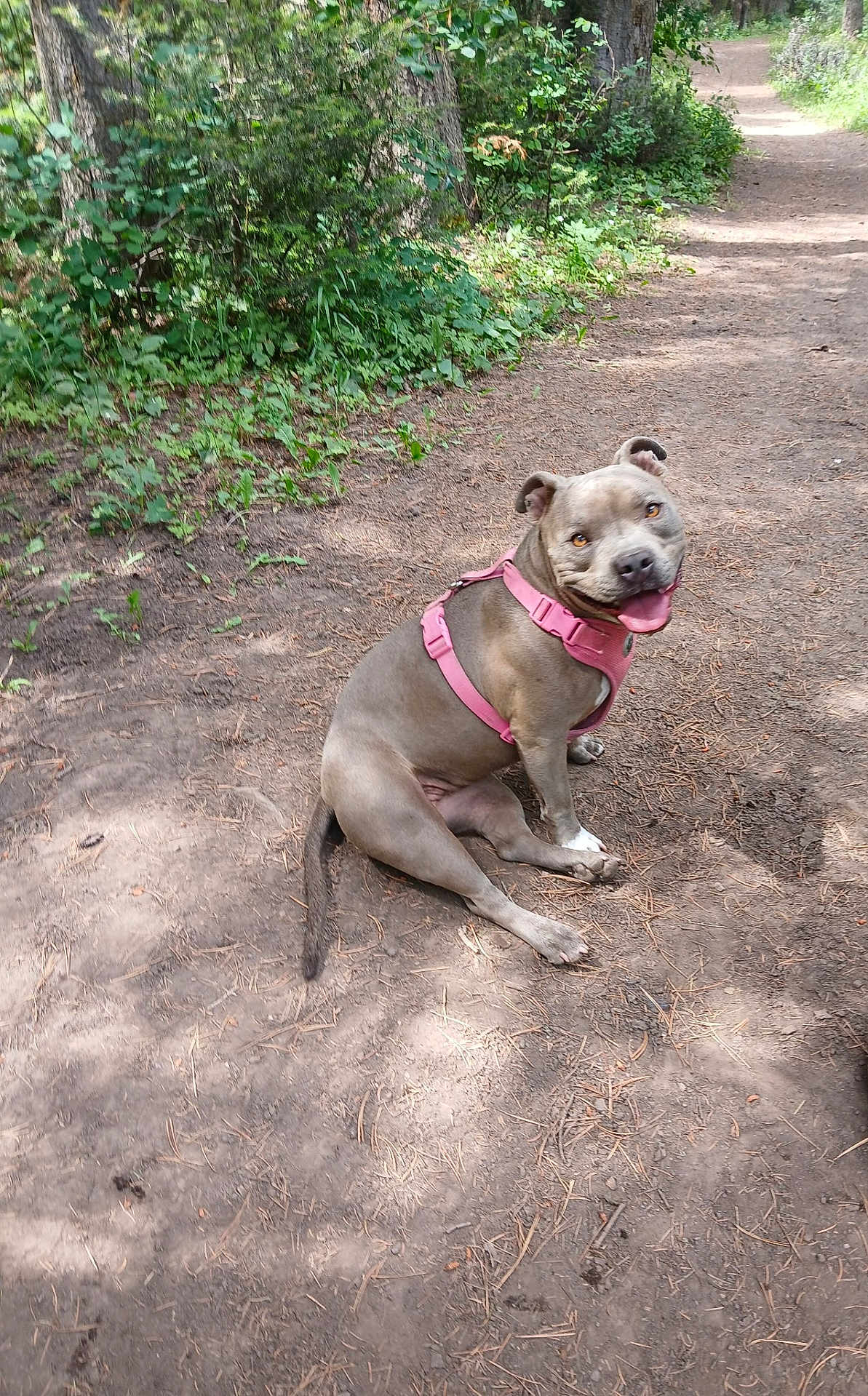 Bonnie joined the competition — help win amazing prizes! dog, canine, pet, outdoor, forest, dirt_path, harness, smiling, sitting, nature, greenery, trees, happy, animal, mammal, walking_path, sunlight, daytime, tongue_out, ears_up