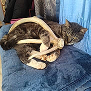 Max is registered to the contest to win money with this photo: cat, antler, blanket, blue, indoor, resting, animal, pet, feline, fur, paws, claws, couch, cozy, relaxed, home, domestic, cute, sleepy, comfort