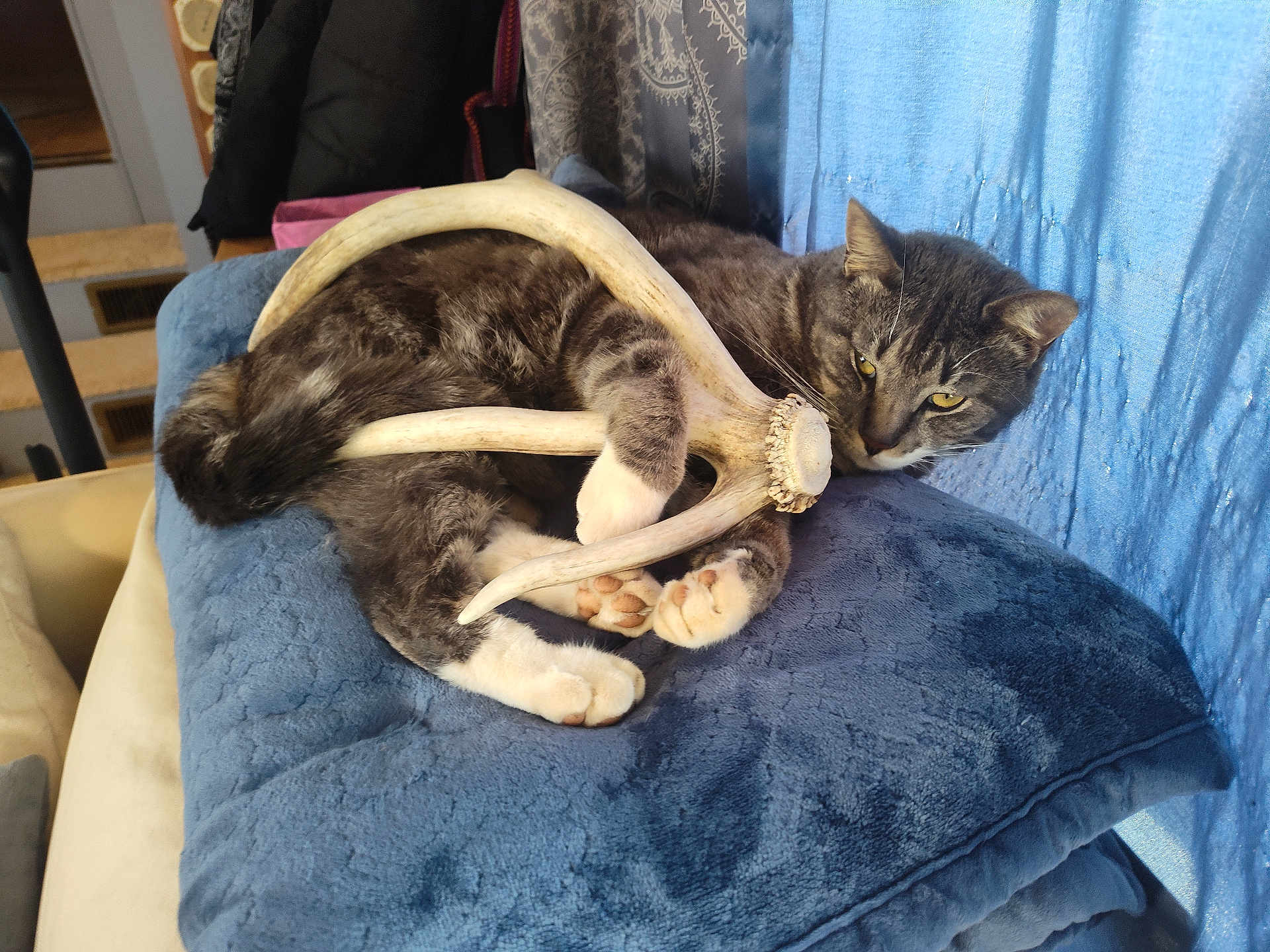 Max is registered to the contest to win money with this photo: cat, antler, blanket, blue, indoor, resting, animal, pet, feline, fur, paws, claws, couch, cozy, relaxed, home, domestic, cute, sleepy, comfort