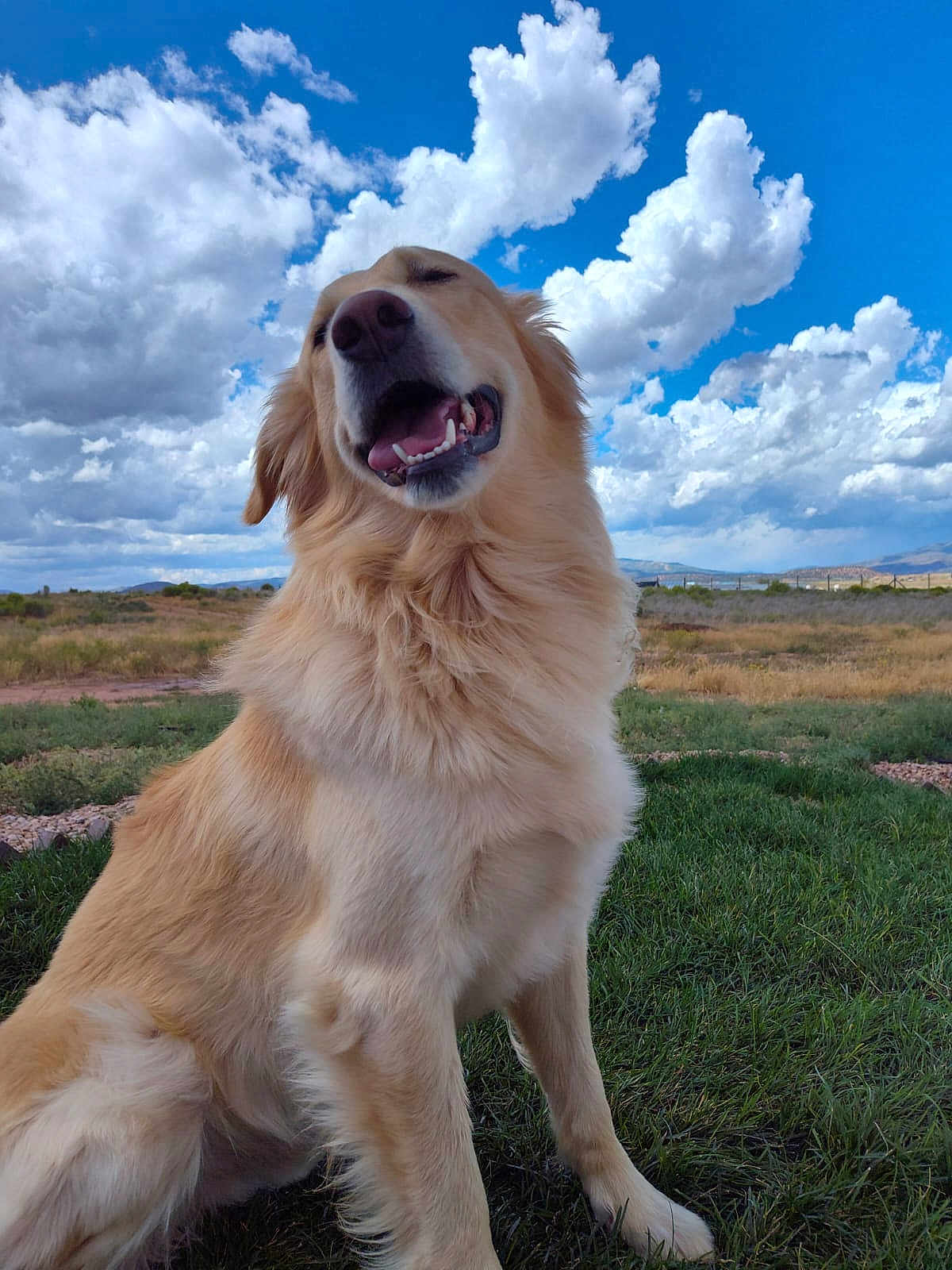 Blaze joined the competition — help win amazing prizes! dog, golden_retriever, grass, sky, clouds, outdoor, pet, canine, happy, nature, animal, field, fur, mammal, sitting, sunlight, daytime, landscape, playful, friendly
