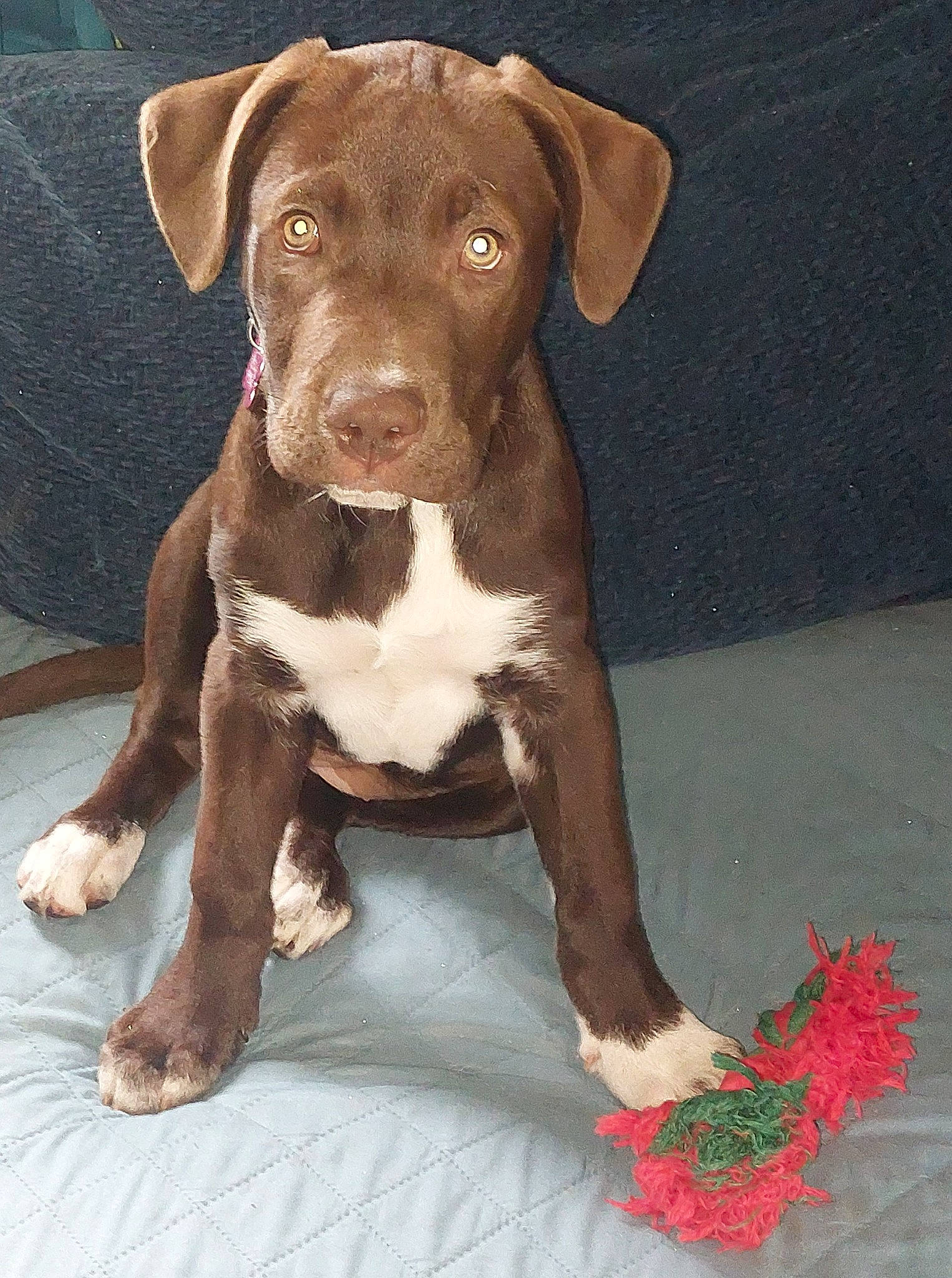 Lucy is registered to the contest to win money with this photo: canidae, carnivore, companion_dog, dog, dog_breed, dog_collar, fawn, flower, fur, hunting_dog, liver, molosser, non_sporting_group, puppy, snout, sporting_group, terrestrial_animal, whiskers, working_animal