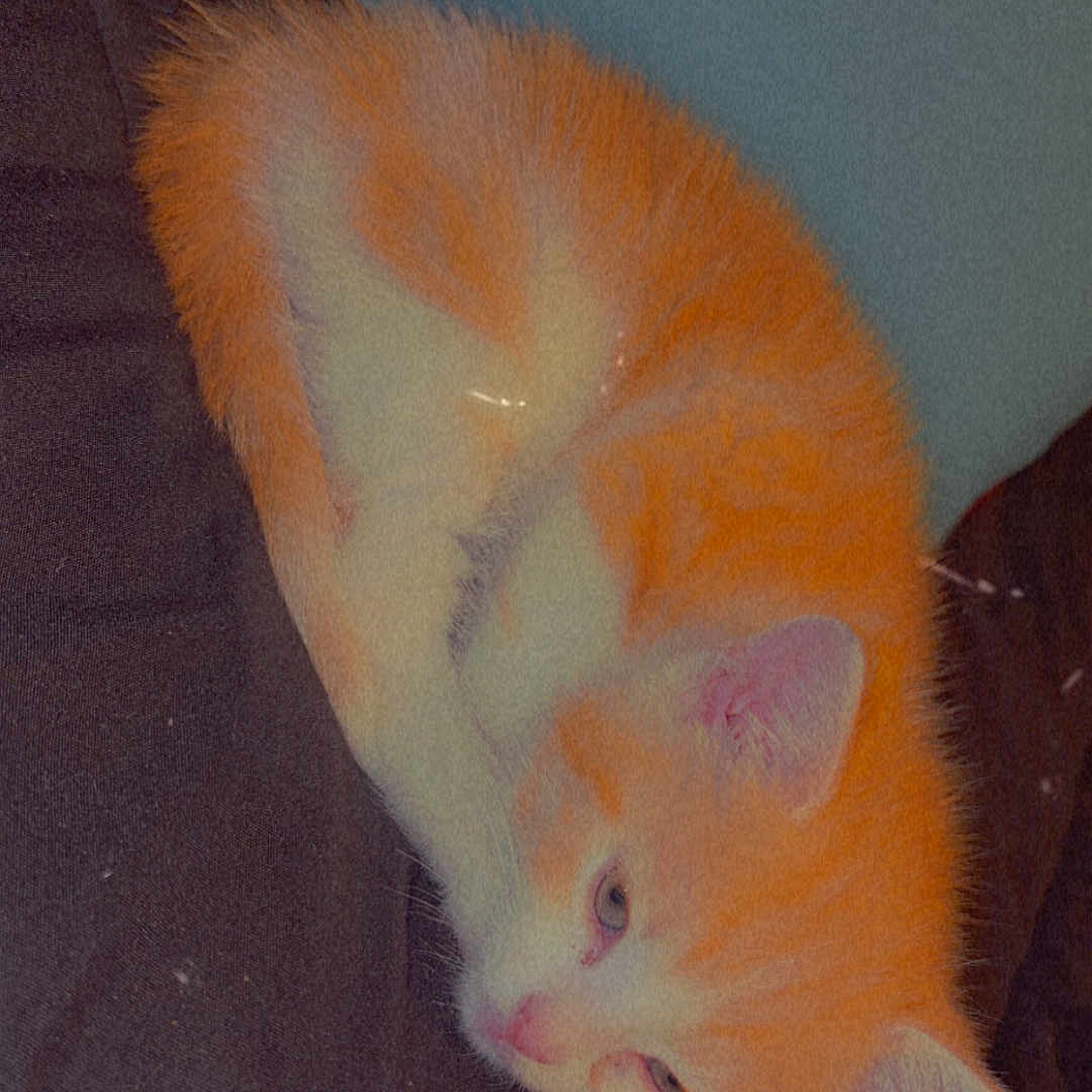 Garfield