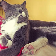 Lyra joined the competition — help win amazing prizes! cat, gray_cat, white_fur, pink_paw_pads, sleeping, relaxed, pet, indoor, bed, blanket, sunlight, close_up, fur, whiskers, paw, animal, cozy, resting, cute, domestic_cat