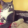 cat, gray_cat, white_fur, pink_paw_pads, sleeping, relaxed, pet, indoor, bed, blanket, sunlight, close_up, fur, whiskers, paw, animal, cozy, resting, cute, domestic_cat