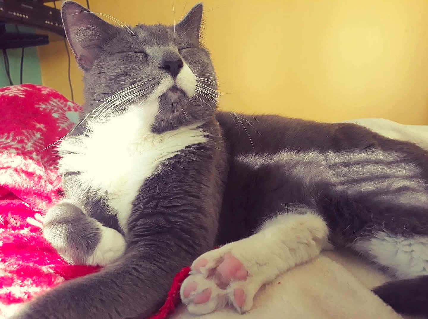 Lyra