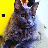 Léna participe au concours pour gagner de l'argent avec cette photo : cat, fluffy, gray, indoor, wooden_surface, yellow_background, pet, animal, feline, curious_eyes, long_hair, close_up, domestic_cat, relaxed, sitting, whiskers, ears, front_paws, portrait, cozy