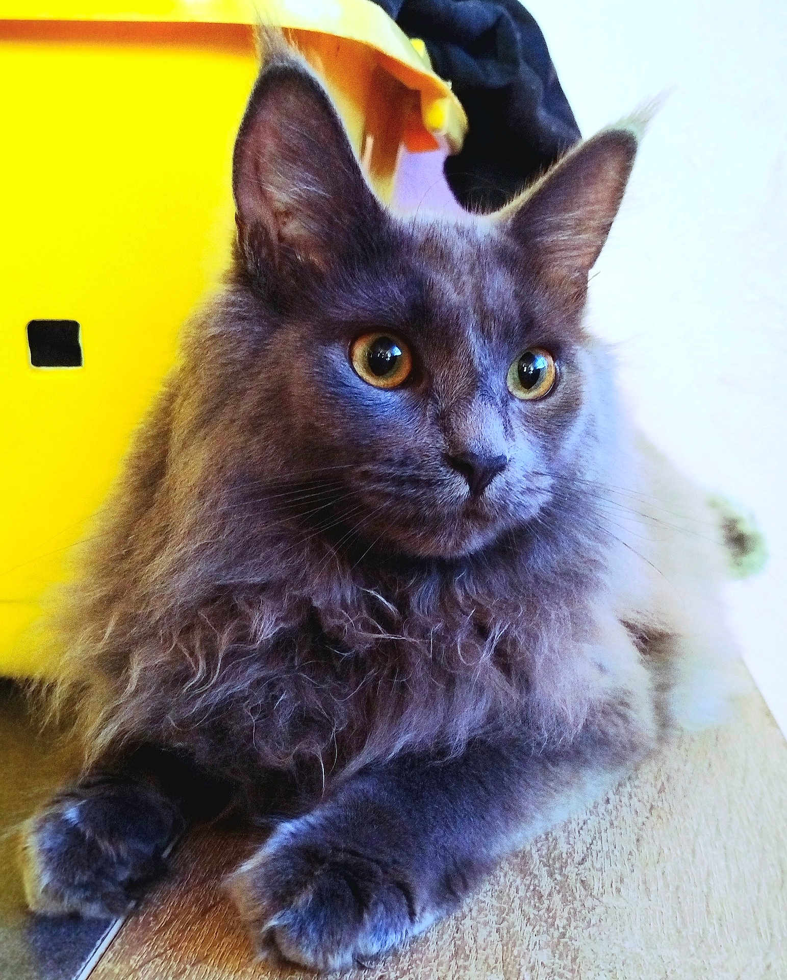 Léna participe au concours pour gagner de l'argent avec cette photo : cat, fluffy, gray, indoor, wooden_surface, yellow_background, pet, animal, feline, curious_eyes, long_hair, close_up, domestic_cat, relaxed, sitting, whiskers, ears, front_paws, portrait, cozy