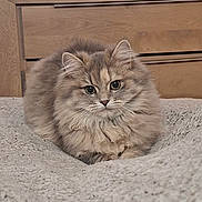 Yna a rejoint le concours — aidez-le/la à gagner de superbes lots ! cat, fluffy, feline, pet, animal, indoor, cozy, blanket, fur, cute, portrait, resting, whiskers, ears, eyes, domestic, wooden_furniture, home, soft, relaxed