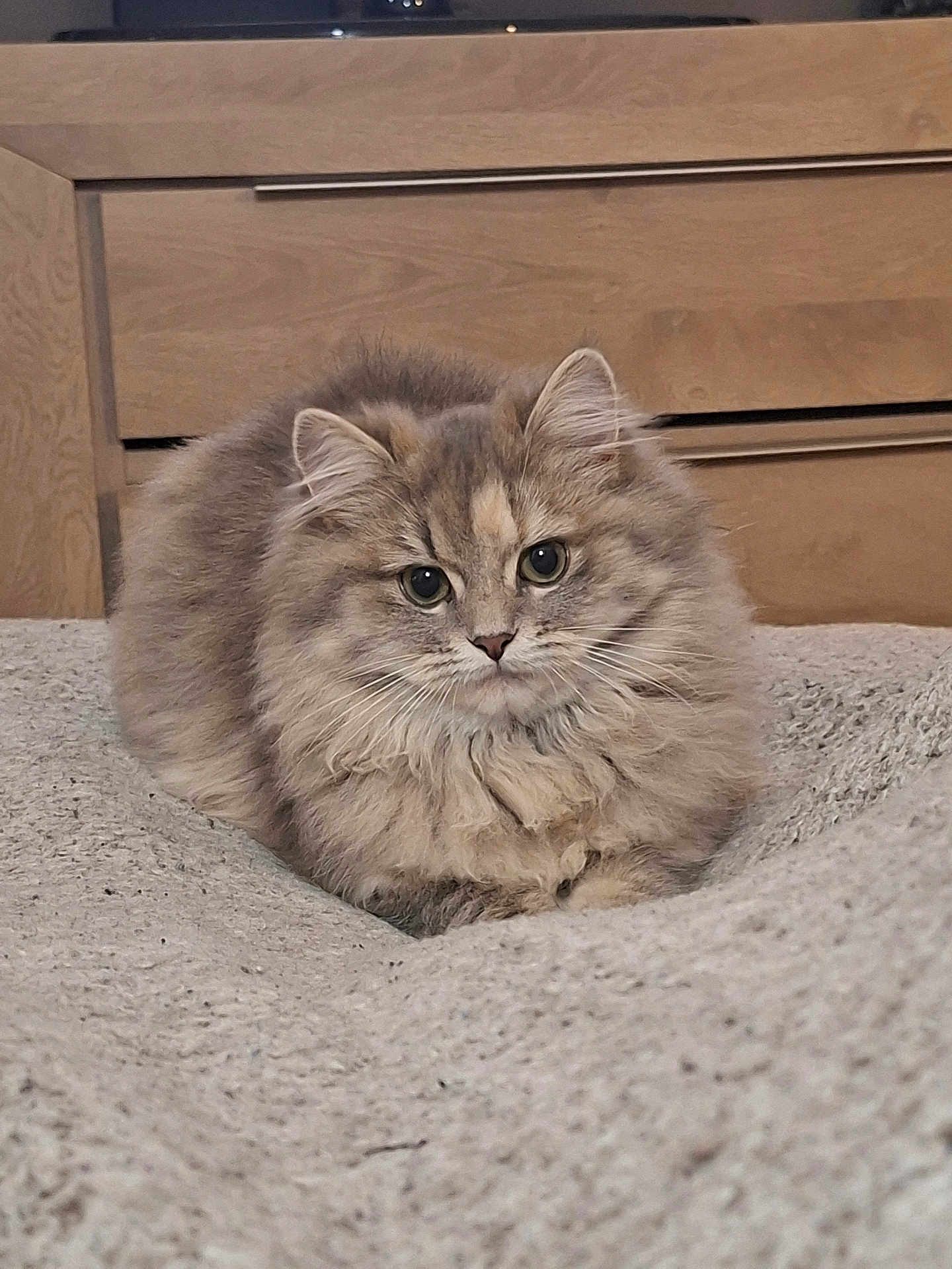 Yna a rejoint le concours — aidez-le/la à gagner de superbes lots ! cat, fluffy, feline, pet, animal, indoor, cozy, blanket, fur, cute, portrait, resting, whiskers, ears, eyes, domestic, wooden_furniture, home, soft, relaxed