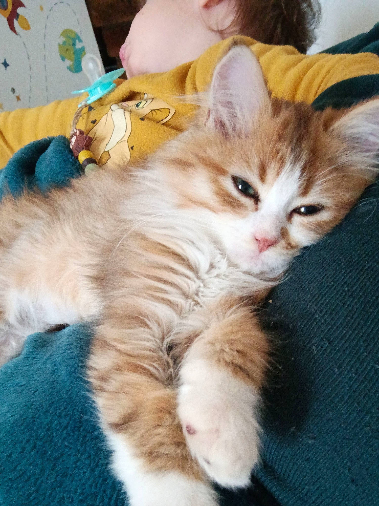 Kyara a rejoint le concours — aidez-le/la à gagner de superbes lots ! carnivore, cat, claw, comfort, domestic_short_haired_cat, fawn, felidae, foot, fur, gesture, happy, paw, small_to_medium_sized_cats, tail, whiskers