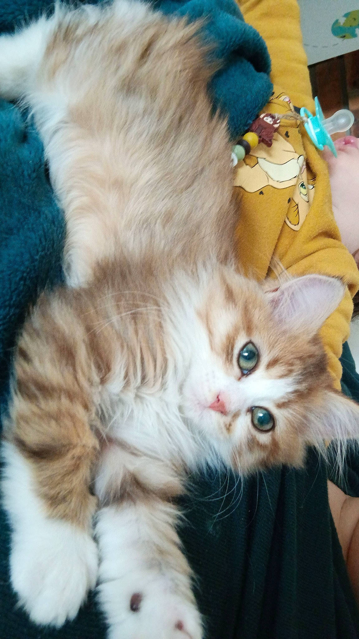 Kyara a rejoint le concours — aidez-le/la à gagner de superbes lots ! carnivore, cat, claw, companion_dog, domestic_short_haired_cat, ear, fawn, felidae, fur, gesture, paw, small_to_medium_sized_cats, snout, stuffed_toy, tail, toy, whiskers