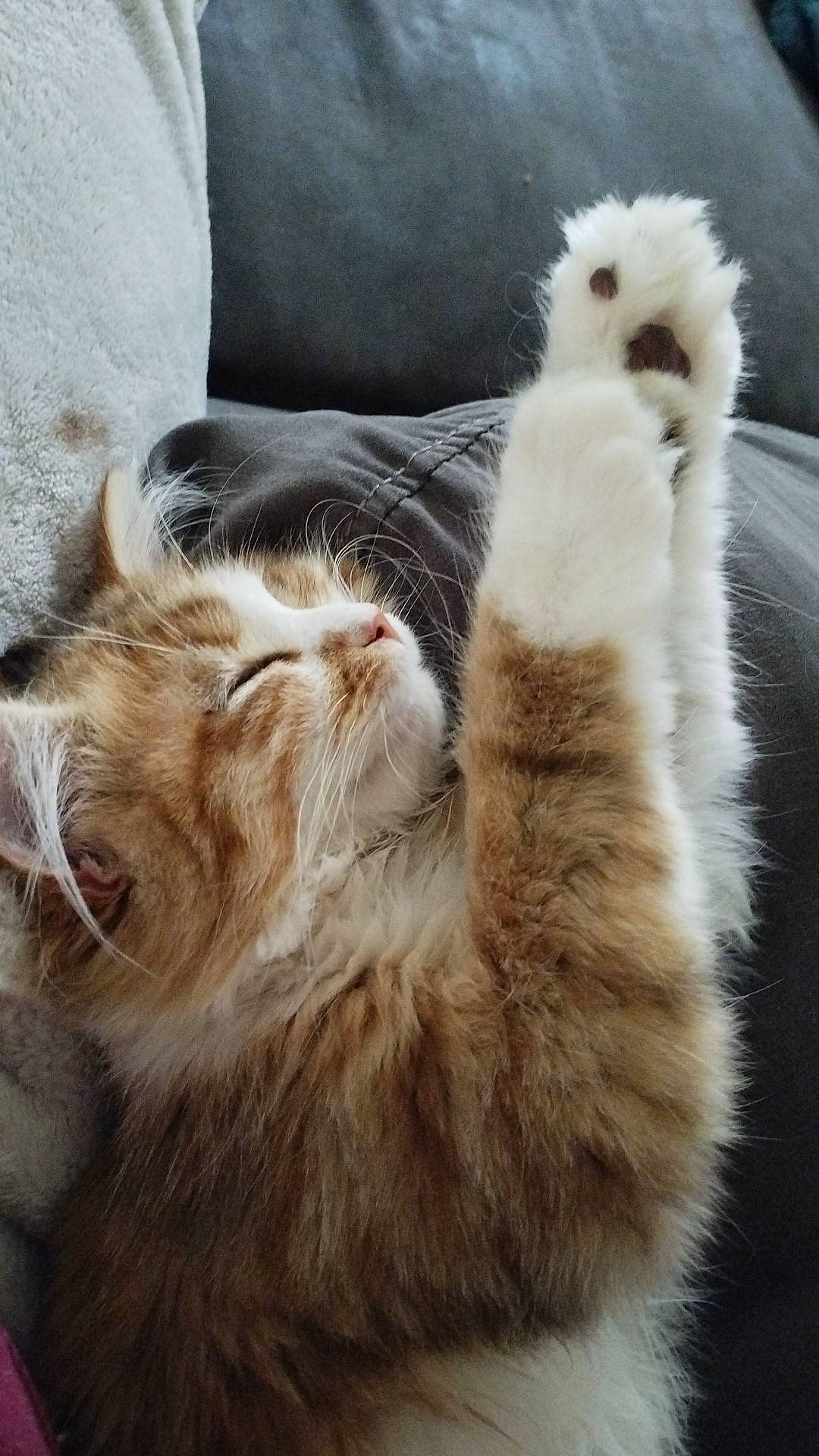 Kyara a rejoint le concours — aidez-le/la à gagner de superbes lots ! carnivore, cat, claw, comfort, domestic_short_haired_cat, fawn, felidae, foot, fur, metal, nap, paw, small_to_medium_sized_cats, snout, tail, terrestrial_animal, vertebrate, whiskers, window, wood