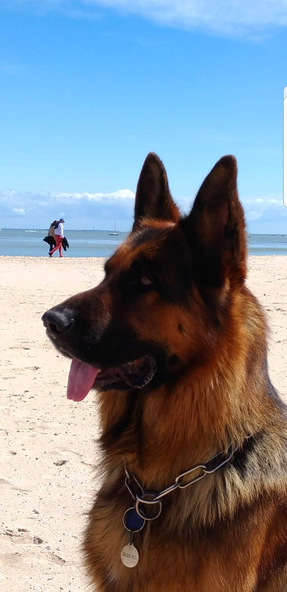 Jaeguer Junior a rejoint le concours — aidez-le/la à gagner de superbes lots ! belgian_shepherd, belgian_shepherd_malinois, bohemian_shepherd, canidae, carnivore, dog, dog_breed, east_european_shepherd, fawn, german_shepherd_dog, herding_dog, king_shepherd, kunming_wolfdog, mammal, old_german_shepherd_dog, rare_breed_dog, shiloh_shepherd_dog, tervuren, vertebrate, working_dog