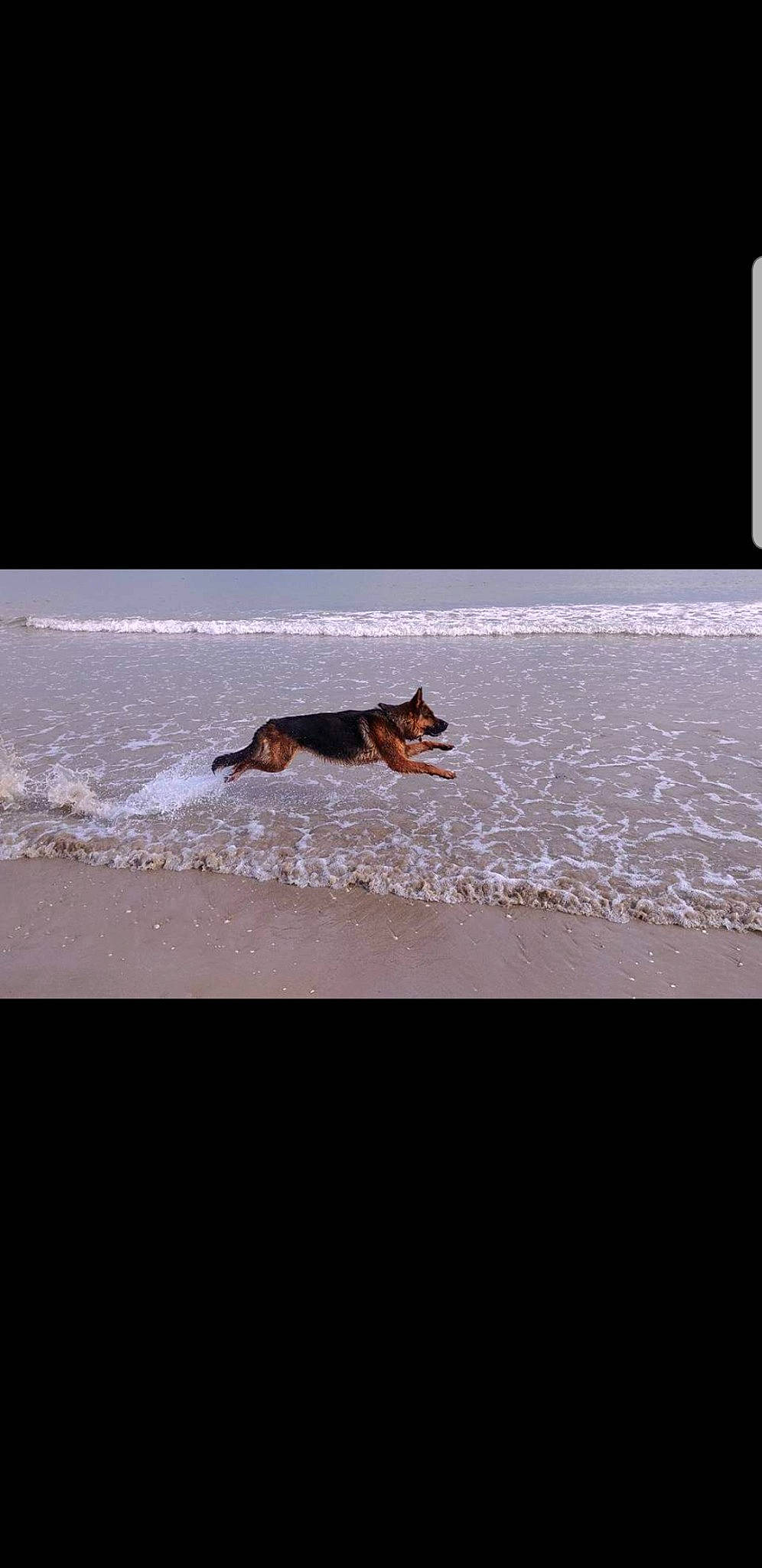 Jaeguer Junior a rejoint le concours — aidez-le/la à gagner de superbes lots ! canidae, carnivore, dobermann, dog, dog_breed, german_shepherd_dog, guard_dog, herding_dog, ocean, sea, sporting_group, wave, working_dog