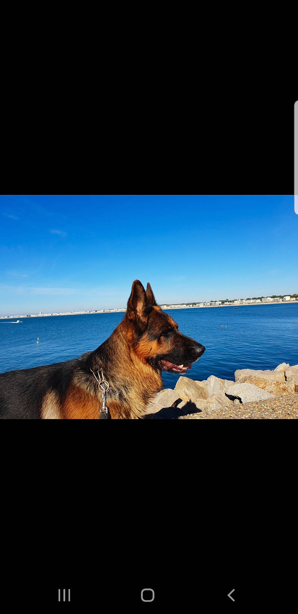 Jaeguer Junior participe au concours pour gagner de l'argent avec cette photo : beach, canidae, carnivore, cloud, coast, dog, dog_breed, german_shepherd_dog, herding_dog, king_shepherd, kunming_wolfdog, ocean, old_german_shepherd_dog, photography, sea, sky, vacation, working_dog