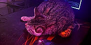 Indica is registered to the contest to win money with this photo: cable, cat, computer, computer_mouse, cozy, desk, electronics, feline, gaming_desk, gaming_mouse, gaming_pc, indoor, mousepad, pet, purple_light, red_light, relaxing, sleeping, tabby_cat, technology