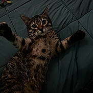 Indica joined the competition — help win amazing prizes! cat, tabby, pet, animal, fur, whiskers, paws, toy, mouse_toy, bed, quilt, indoor, cute, playful, curious, lying_down, striped, closeup, relaxed, feline