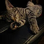 animal, black, cat, closeup, cozy, cute, feline, fur, indoor, kitten, leather, paw, pet, relaxed, resting, sleeping, soft, striped, tabby, whiskers