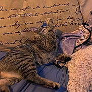 Indica is registered to the contest to win money with this photo: animal, bed, blanket, cat, comfort, cozy, cursive_text, cute, feline, fur, indoor, paw, pet, pillow, relaxed, resting, sleeping, soft, striped, tabby