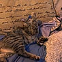 animal, bed, blanket, cat, comfort, cozy, cursive_text, cute, feline, fur, indoor, paw, pet, pillow, relaxed, resting, sleeping, soft, striped, tabby