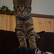 Rambo is registered to the contest to win money with this photo: cat, tabby, indoor, couch, wood_paneling, green_plant, curious, pet, feline, animal, paws, clothing, patch, sitting, looking, fur, whiskers, ears, eyes, home