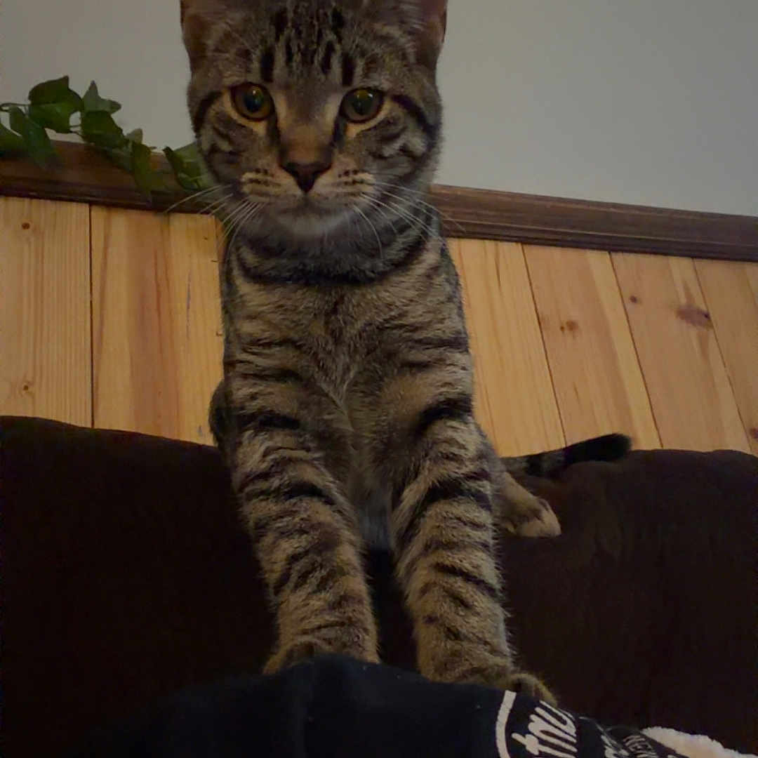 Rambo