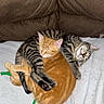 cat, cats, tabby_cat, orange_cat, sleeping, cuddle, hug, pets, animal, feline, cozy, blanket, indoor, resting, cute, fur, paw, companion, relaxation, home