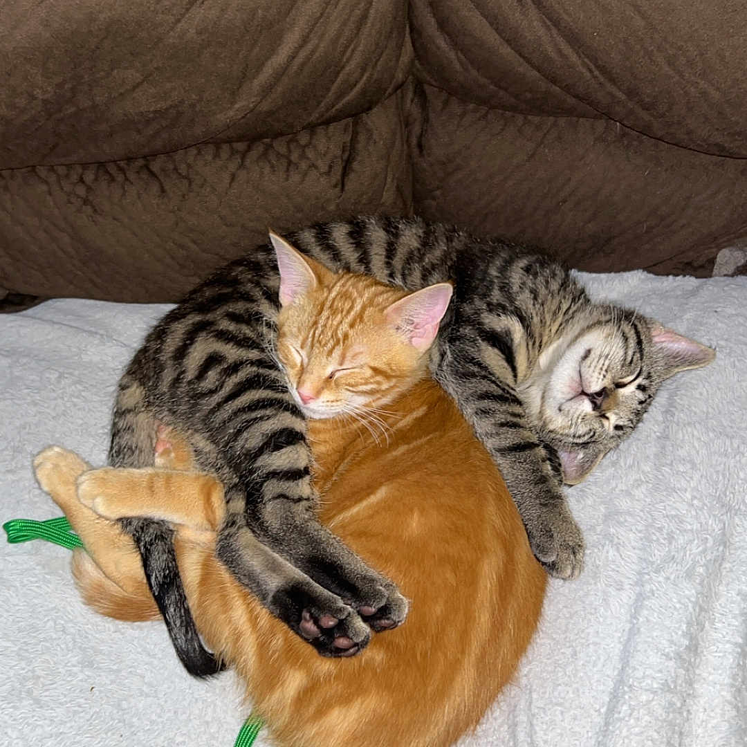 Fred And Rambo