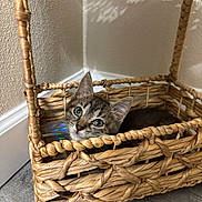 Maxine is registered to the contest to win money with this photo: animal, basket, cat, cozy, curious, cute, ears, face, feline, floor, indoor, kitten, light, pet, resting, shadow, texture, wooden_floor, woven, young