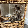 Maxine joined the competition — help win amazing prizes! animal, basket, cat, corner, curious, cute, domestic_cat, feline, fur, indoor, kitten, paws, pet, playful, small, tabby, whiskers, wood_floor, woven_basket, young_cat