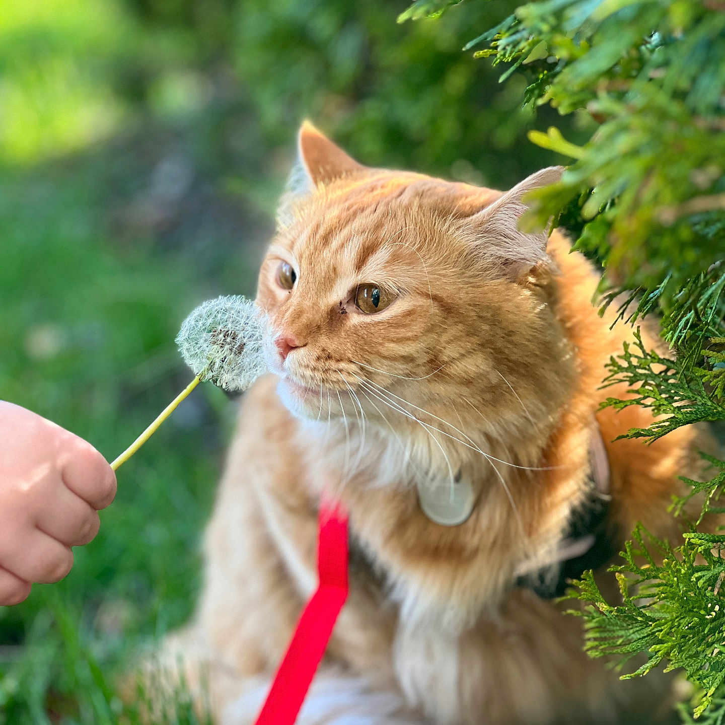 Shambo is registered to the contest to win money with this photo: animal, cat, closeup, curious, cute, dandelion, feline, flower, fluffy, grass, greenery, hand, leash, nature, orange_tabby, outdoor, pet, shallow_depth_of_field, sunlight, whiskers