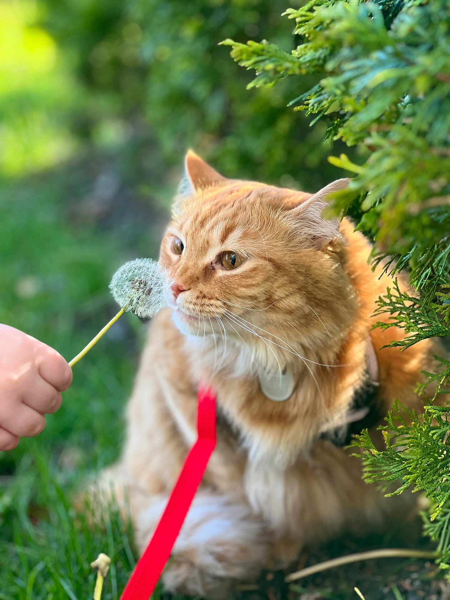 Shambo is registered to the contest to win money with this photo: animal, cat, closeup, curious, cute, dandelion, feline, flower, fluffy, grass, greenery, hand, leash, nature, orange_tabby, outdoor, pet, shallow_depth_of_field, sunlight, whiskers