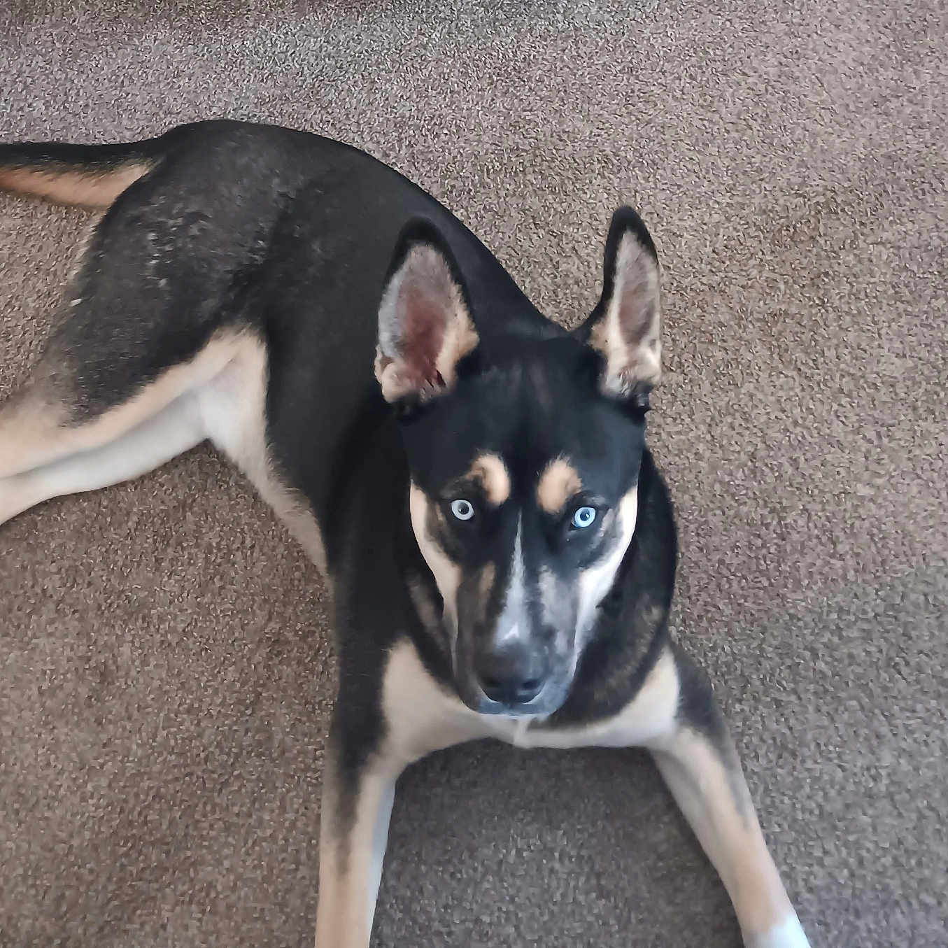 Brutus joined the competition — help win amazing prizes! animal, ball, bostonbull, bulldog, canine, chihuahua, dog, germanshepherd, hound, husky, indoors, interiordesign, labradorretriever, pet, puppy, snout, sport, tennis, tennisball, whitedog