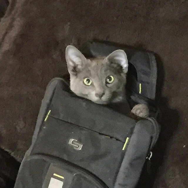 Leon is registered to the contest to win money with this photo: abyssinian, accessories, alloywheel, animal, backpack, bag, baggage, blackcat, cat, couch, egyptiancat, furniture, handbag, homedecor, kitten, pet, purse, slate, strap, suitcase