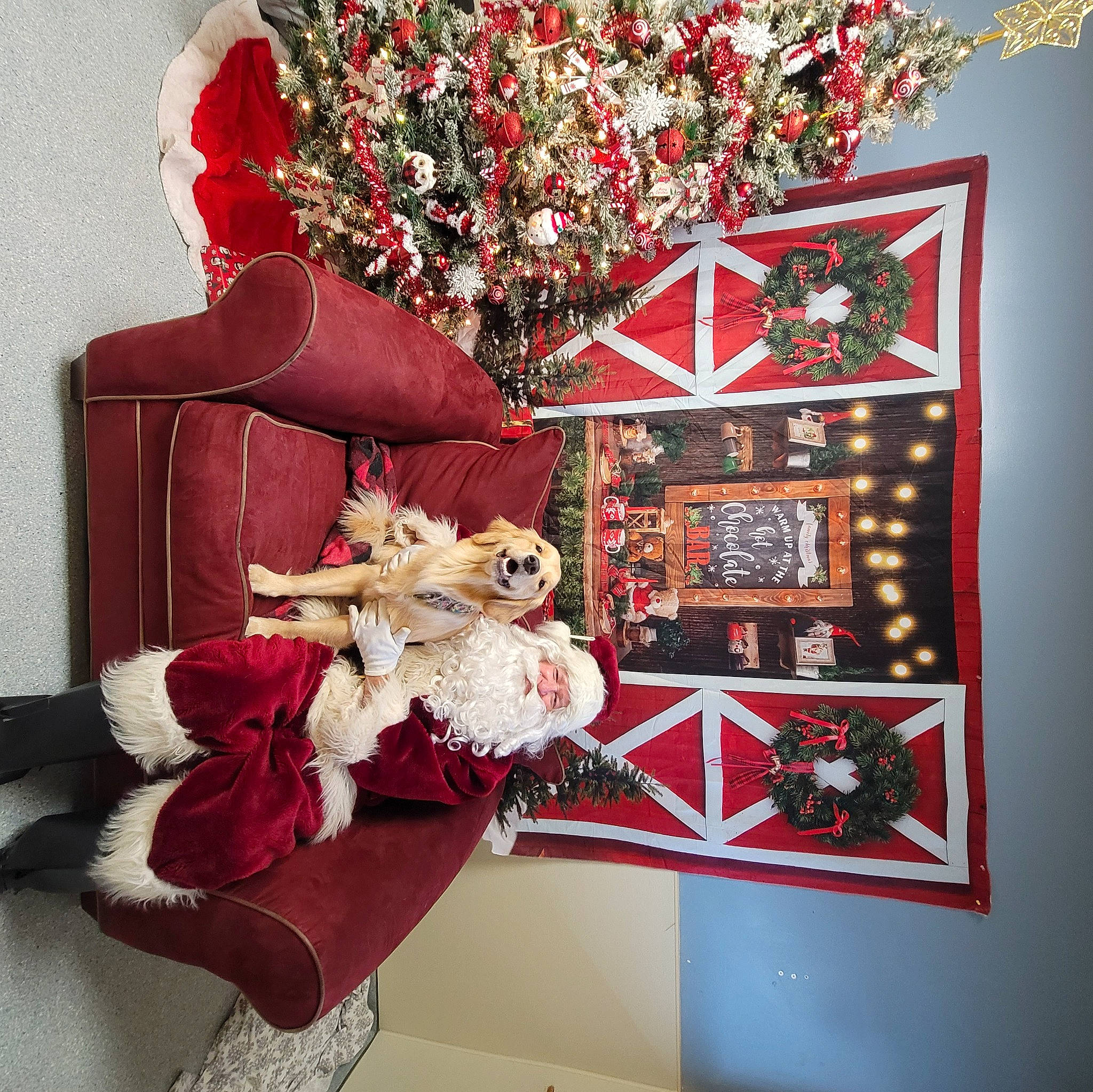 Cora joined the competition — help win amazing prizes! christmas, christmas_decoration, christmas_eve, christmas_ornament, christmas_stocking, event, holiday, holiday_ornament, interior_design, ornament, plant, rectangle, red, room, santa_claus, textile, toy, tree, winter